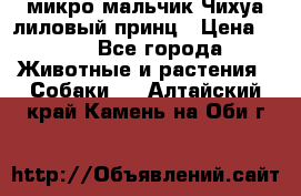 микро мальчик Чихуа лиловый принц › Цена ­ 90 - Все города Животные и растения » Собаки   . Алтайский край,Камень-на-Оби г.